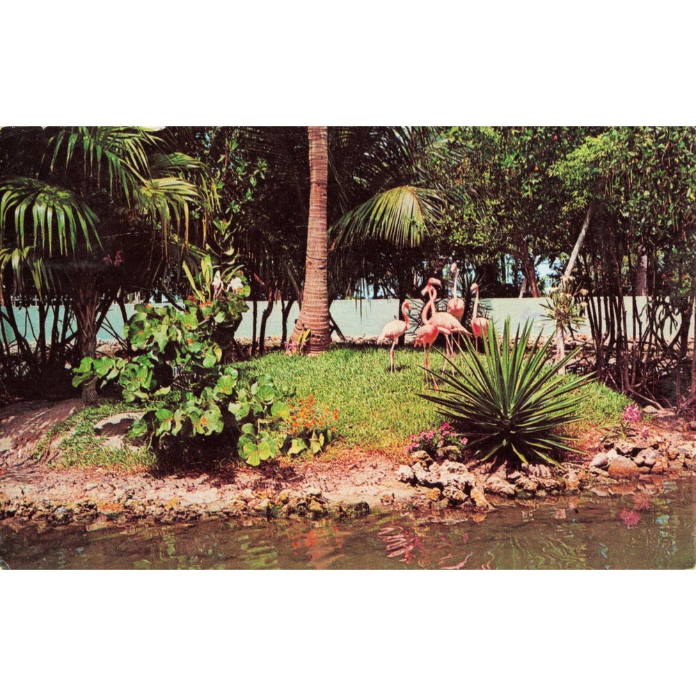 Vtg Miami Seaquarium Flamingos Florida Postcard Mike Davis 4c Lincoln Stamp